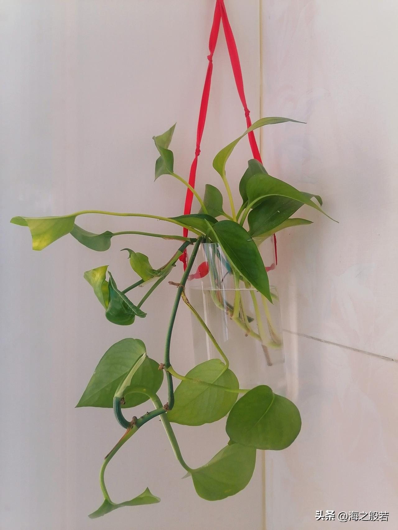 做个小手工，让家里充满生机。

找个饮料瓶，用剪刀剪去上半部分，从两旁穿个小孔，