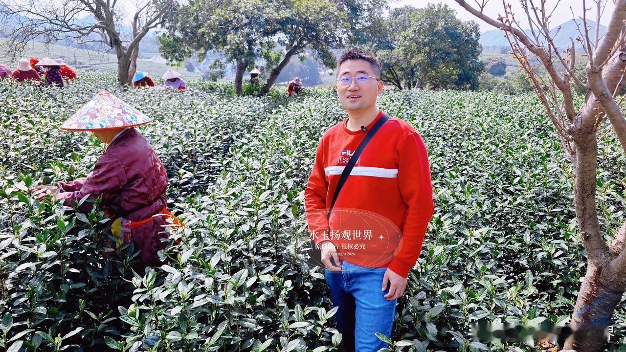 导航到白茶原的时候，我还没意识到自己即将撞进怎样的绿浪里。穿过一座小桥往上走，不