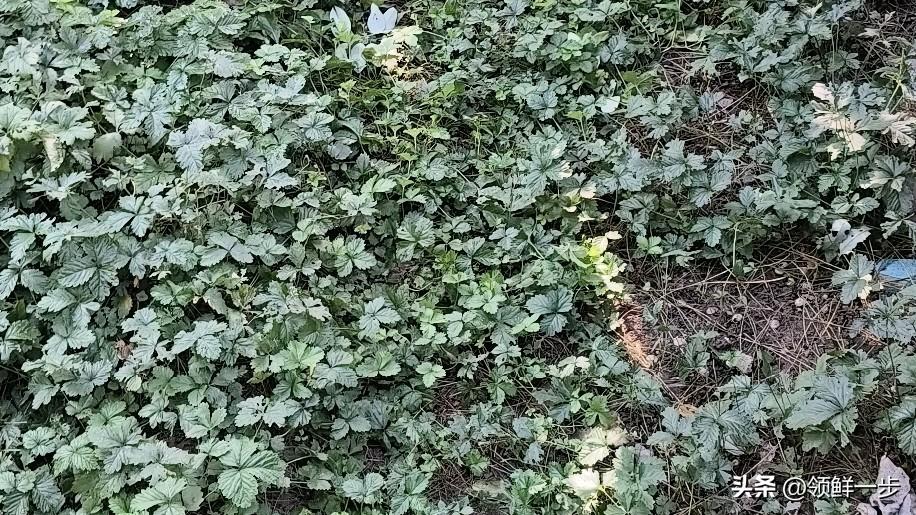 除了自己家庭以外的事，一律不关心不参与，也许有人说你无情无义，没有亲情，不懂感恩
