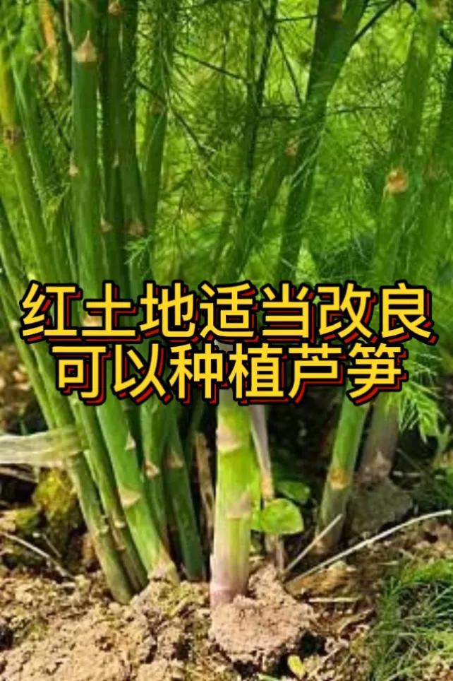 红土地适合种植芦笋吗红土地通常呈酸性，且富含铁、铝等矿物质，一般来说适合种植芦笋
