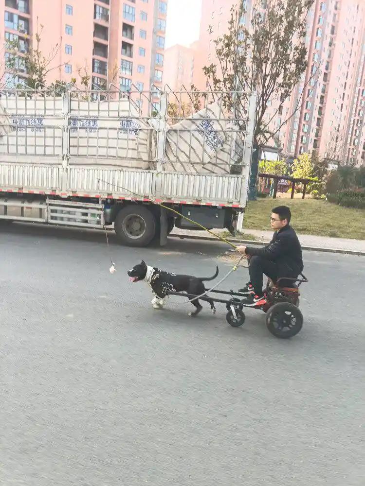 有点狠了，这是在虐待动物。
3月16日，江苏常州一男子把电动车进行改装，骑着“狗