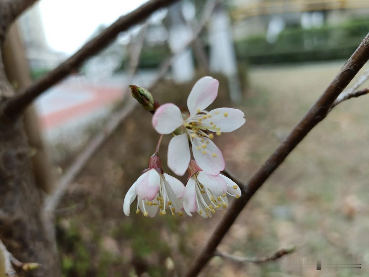 随手拍的花朵＃＃记录遇见的花卉