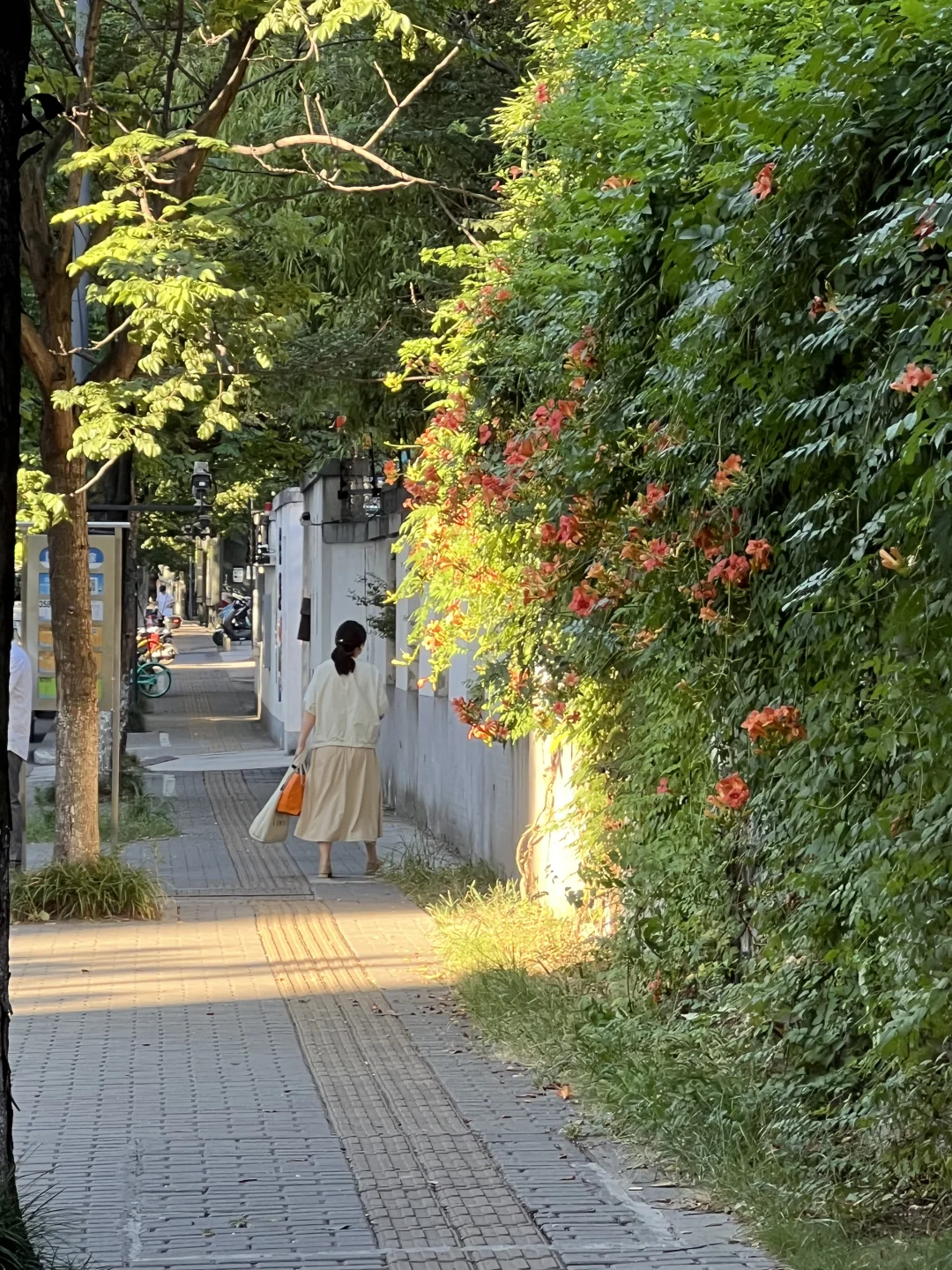 影像大赛｜夏日随风而动的凌霄花