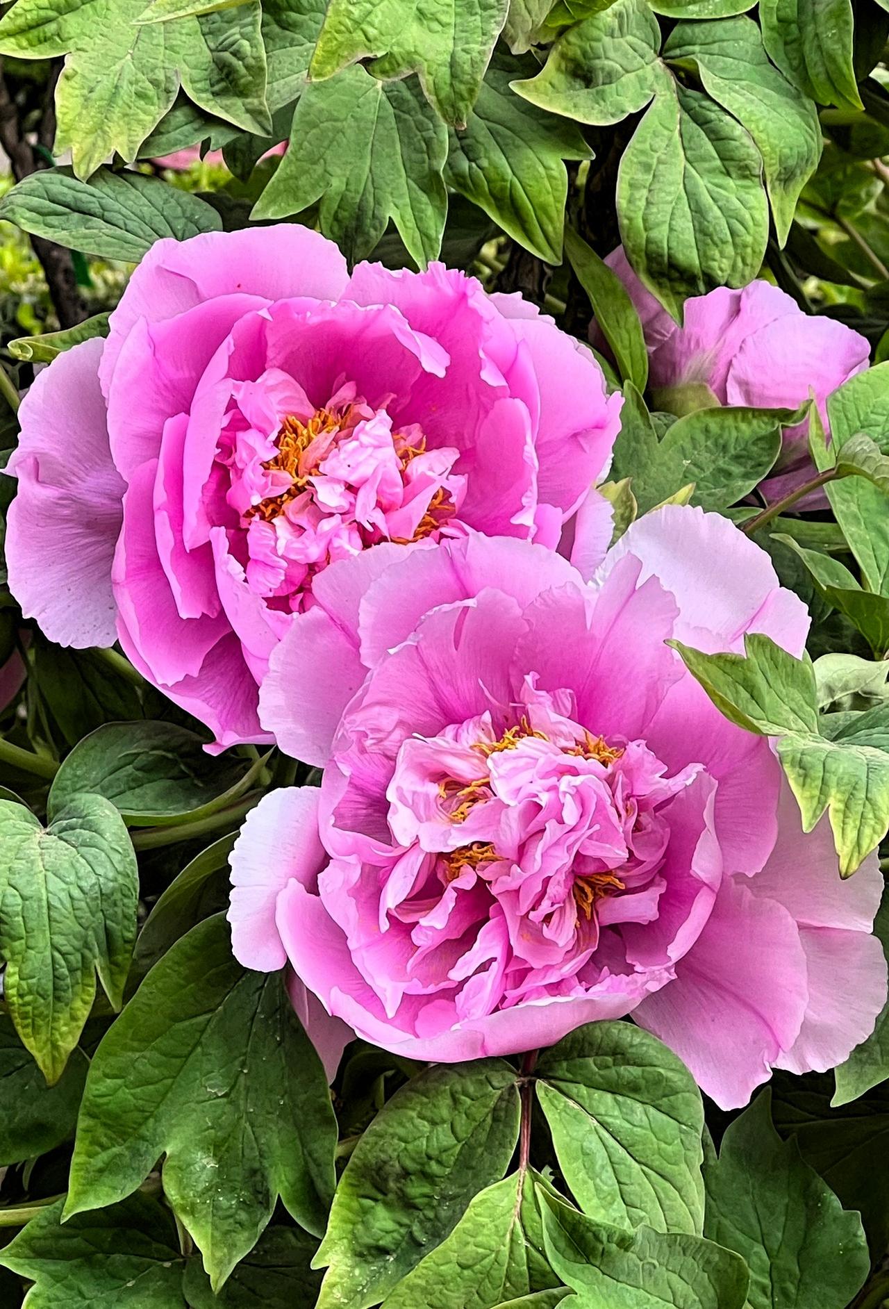 四月是北京最美的月份，因为国花—牡丹要在各大公园闪亮登场了。
要说北京哪里的牡丹