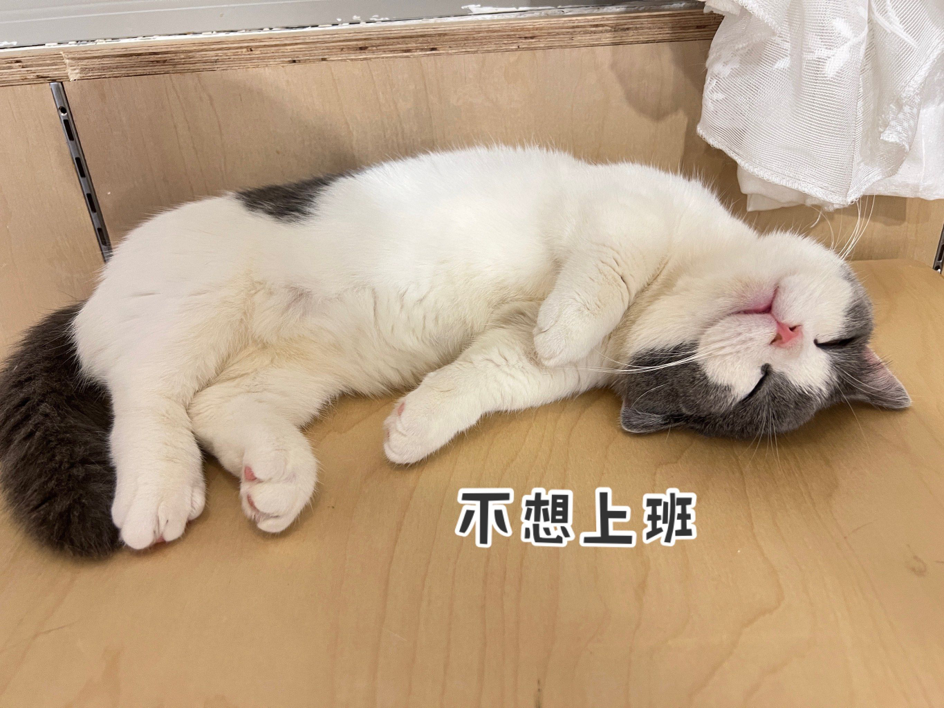 上班跟结婚是一样的感受我说呢，怪不得年轻人不想结婚了，有几个人喜欢上班的[dog