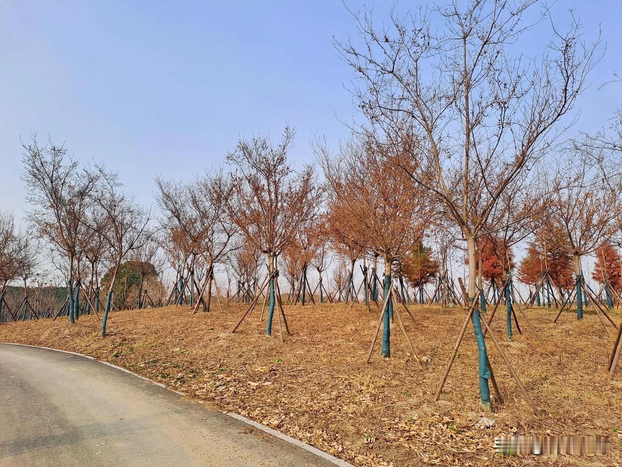 严冬的树像老人，光秃秃的顶，叶子都落在地上，铺了一层厚厚的地毯。