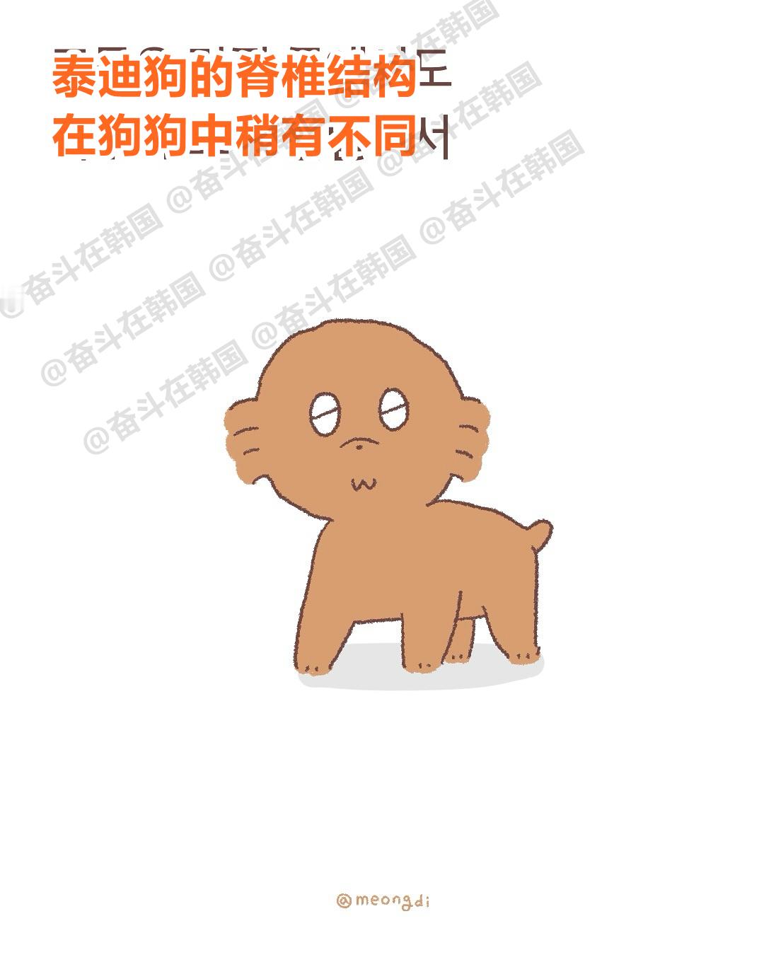 泰迪狗的脊椎结构在狗狗中稍有不同 海外新鲜事 热点现场 ​​​