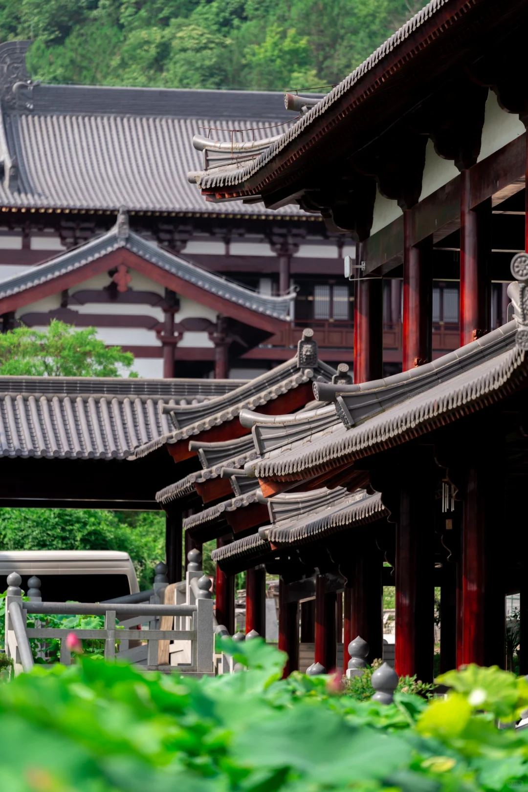 天台护国寺，一个每年都来并蒂莲的神奇地方