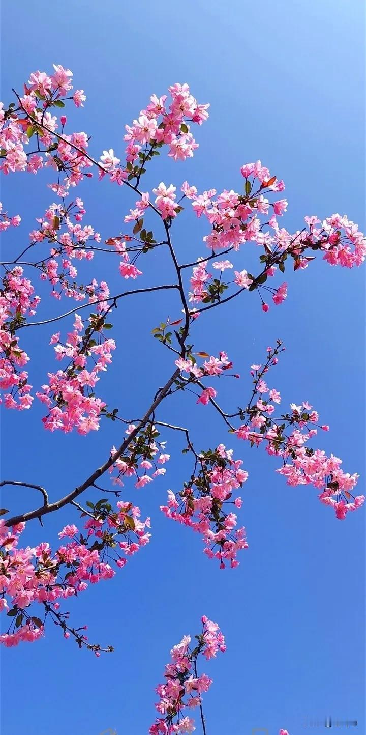 春尽花残又一季
1.2.3垂丝海棠，4.5海棠，6诸葛菜，7.8连翘，9樱花，1