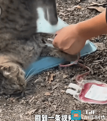 真的是丧尽天良啊！一只流浪猫在被人抽血，最后还把猫提了提，只是为了抽更多的血，本