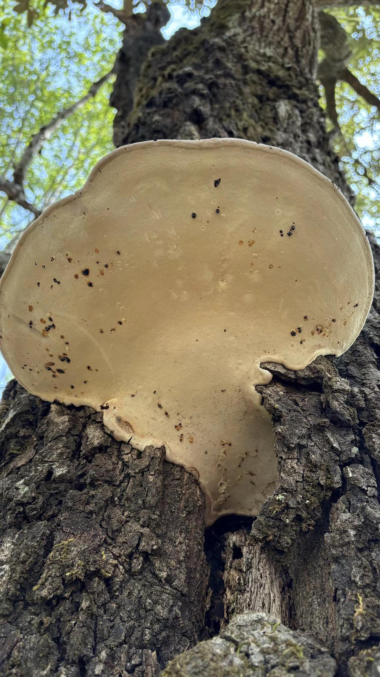 如果在野外发现这样的蘑菇？是否有药用