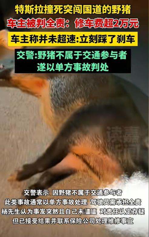 安徽六安，男子晚上7点半开车带着5岁女儿去合肥，路上，突然窜出3头野猪横过马路，