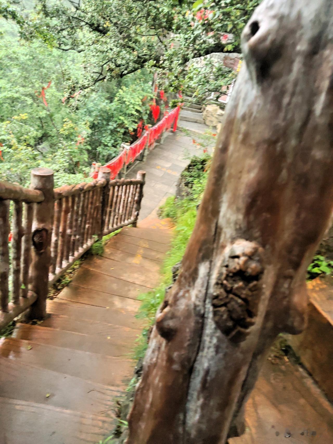 猴跳万树林。