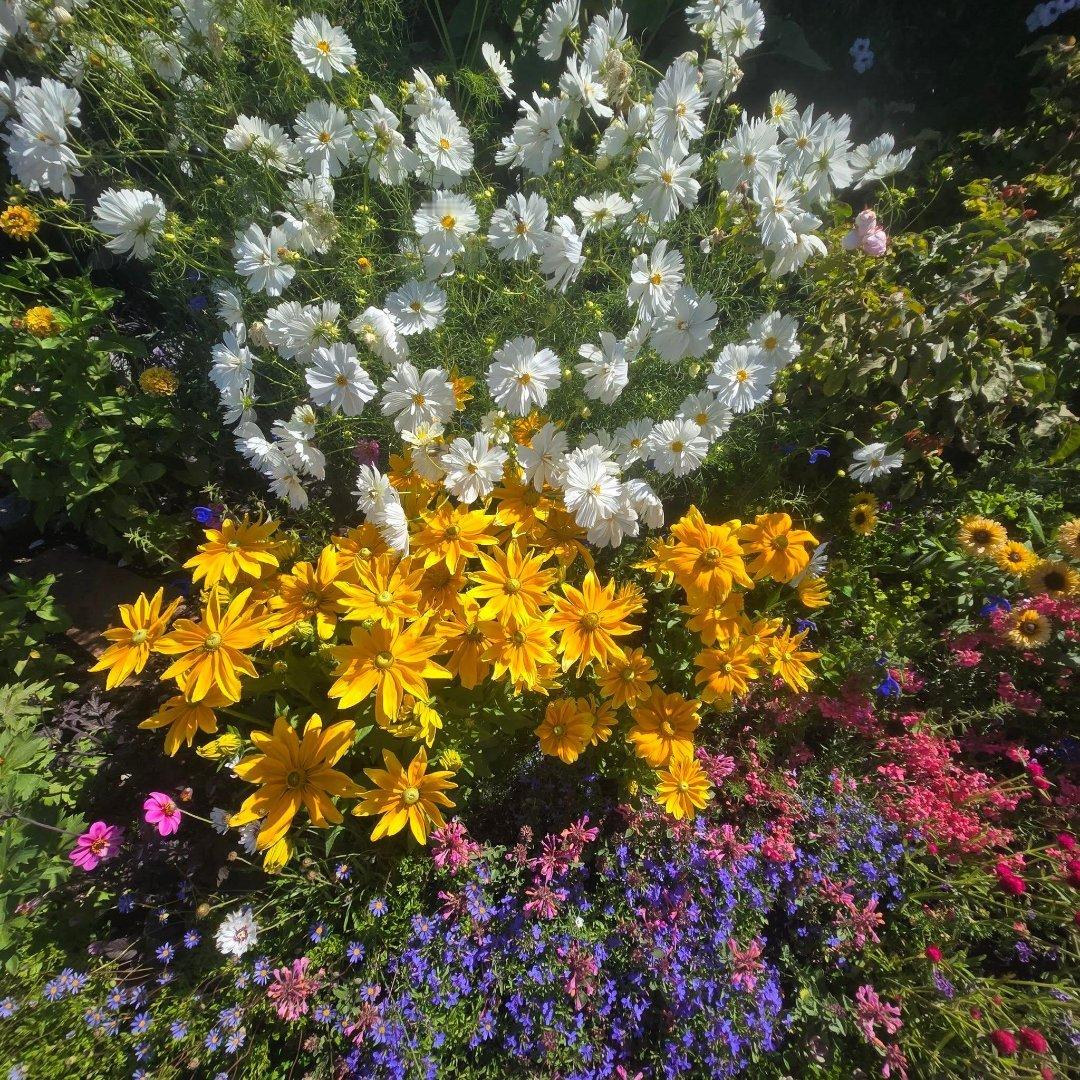 夏天的花境，是被阳光吻过的调色盘✨💐鲜花壁纸背景图 治愈系背景图 夏日壁纸 