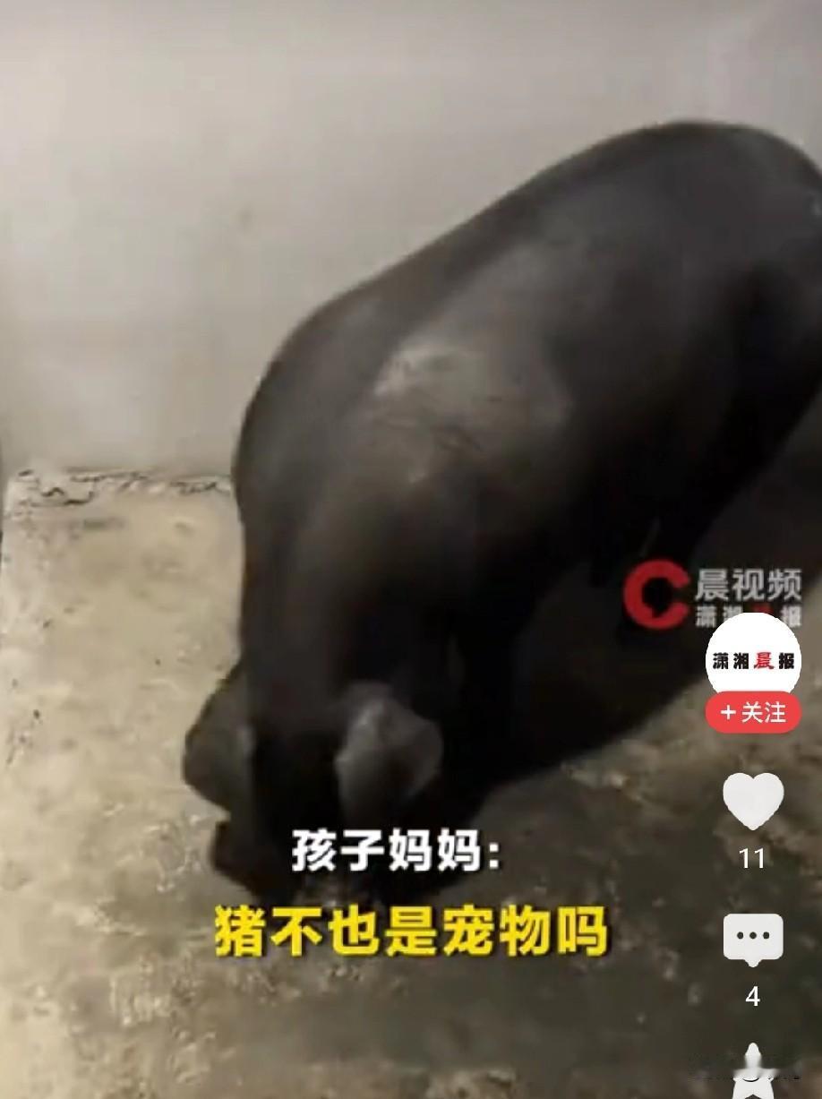 “这个宠物有点特别，但是不可复制！不过有替代品。”

11岁孩子想养宠物，妈妈同