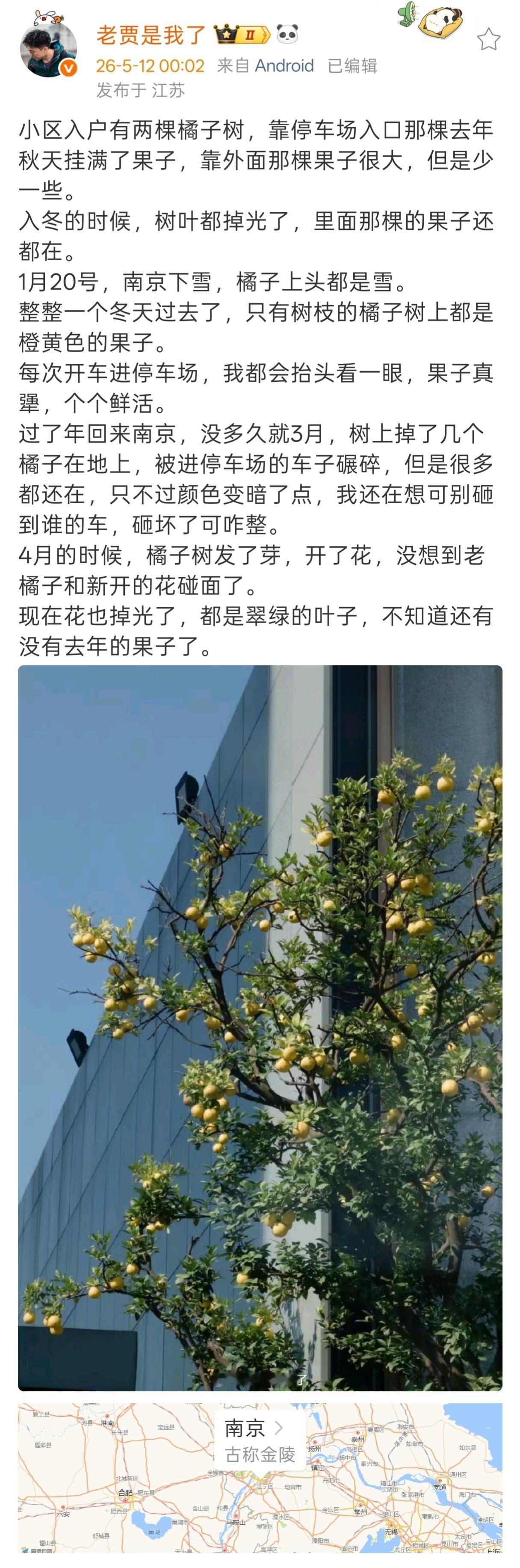 4月的时候，橘子树发了芽，开了花，没想到老橘子和新开的花碰面了。🍊