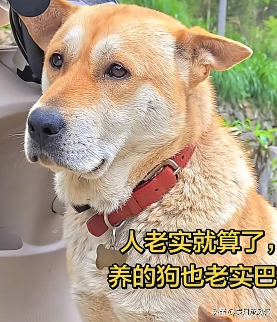 在农村，我发现个现象，什么现象呢，就是你这家不是什么善茬，养的狗都比较凶悍，如果