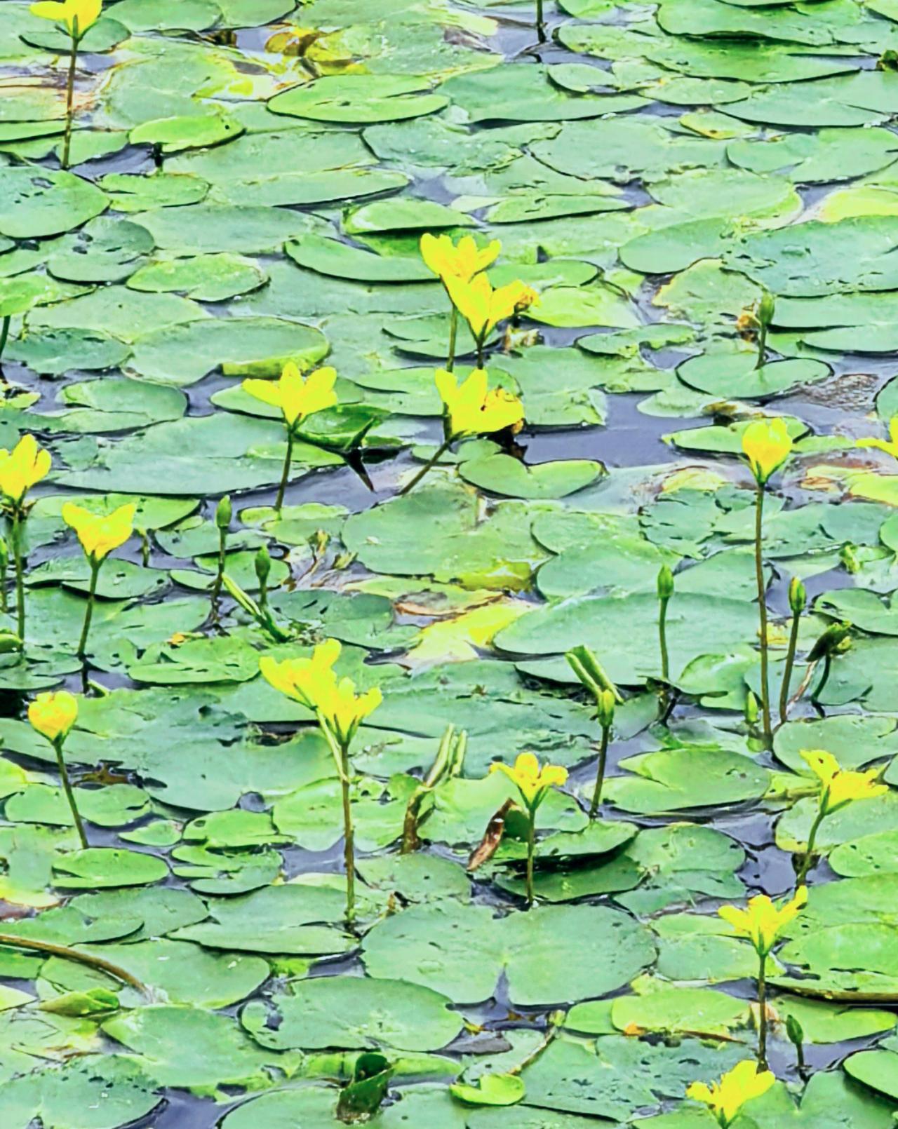 满池清荷铺成夏
谁把夏天揉碎了撒进水里？
满池的园叶像被阳光吻过的绿盘子，盛着六