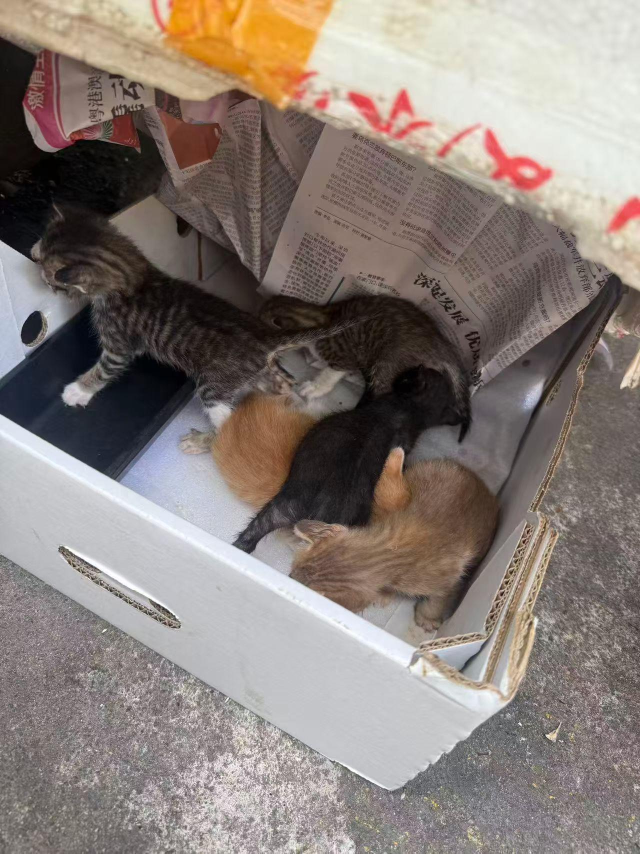 珠海，奶猫求喂养
吉大隆城小区旁水果店，大猫在货车里生了一窝猫就没回来了。可以帮