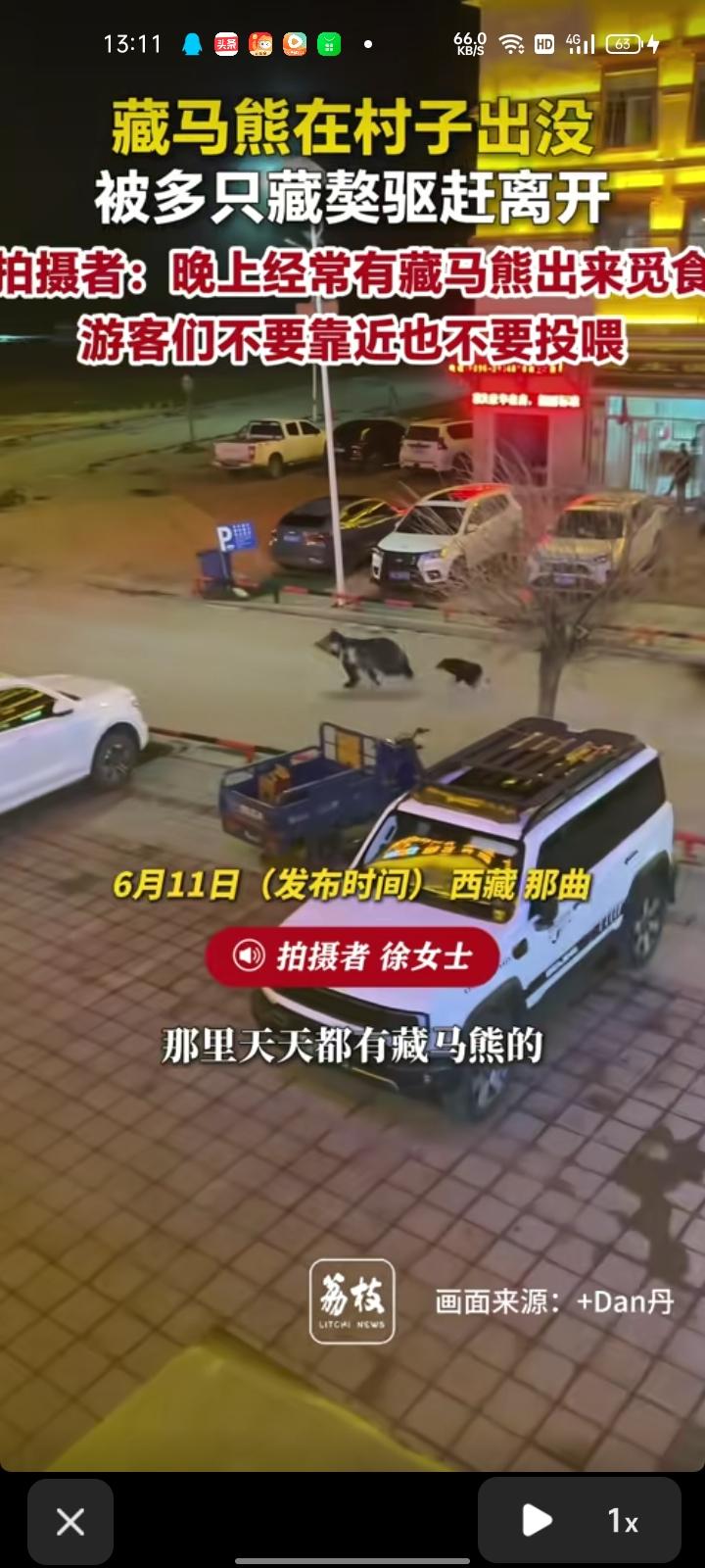 6月8日，那曲市比如县。女子发视频称，晚上睡觉时突然被藏獒的叫声吵醒了，起来一看