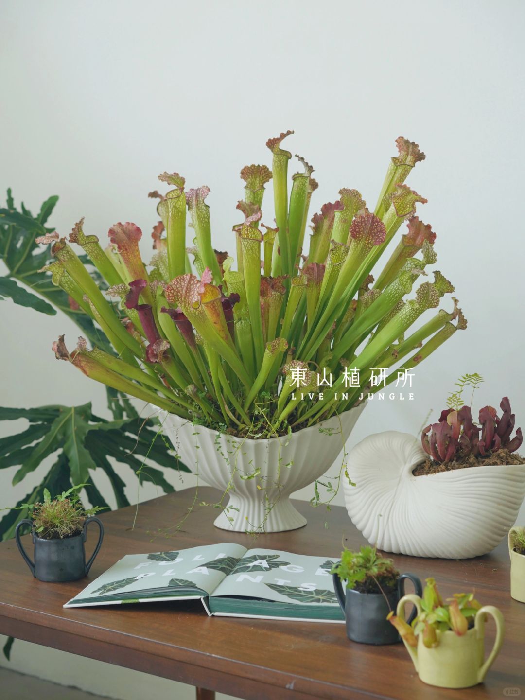 ferm LIVING x 瓶子草 食虫植物与质感花器