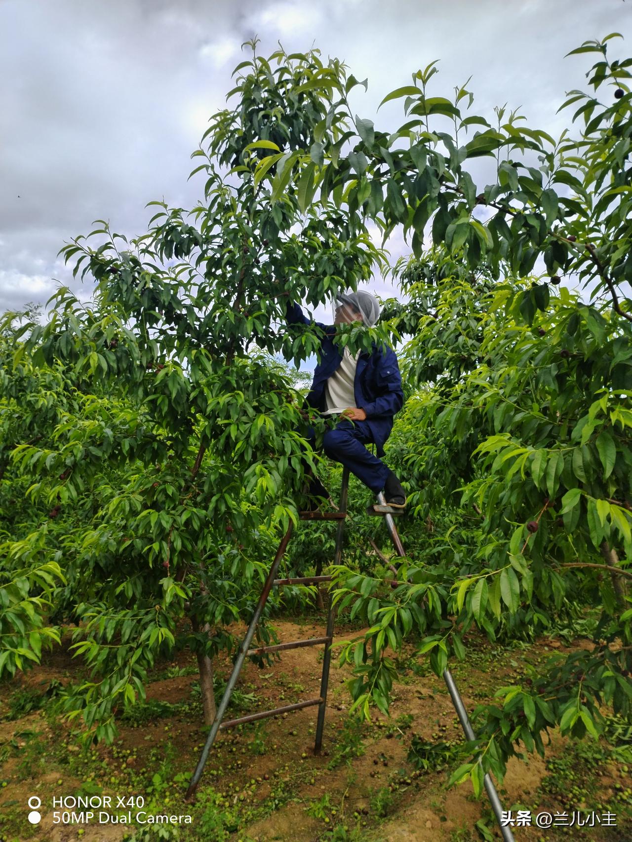 真心话茶局今天给桃套袋了，忙碌了一天，累坏了。