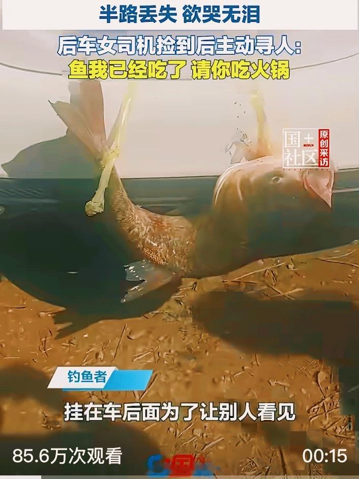 女子捡12斤大鱼吃掉后请失主吃火锅女子捡12斤大鱼吃掉后请失主吃火锅大姐捡到十二