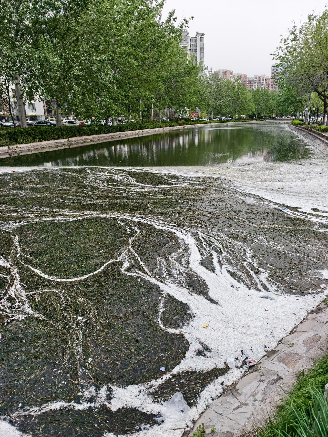 正值春天杨柳絮漫天飞舞的季节，津河里的水面上，漂浮着大量絮状物，形成了仿佛在高空