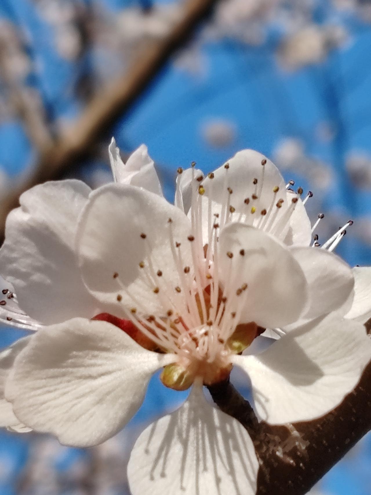 晒图笔记大赛春赏桃花。