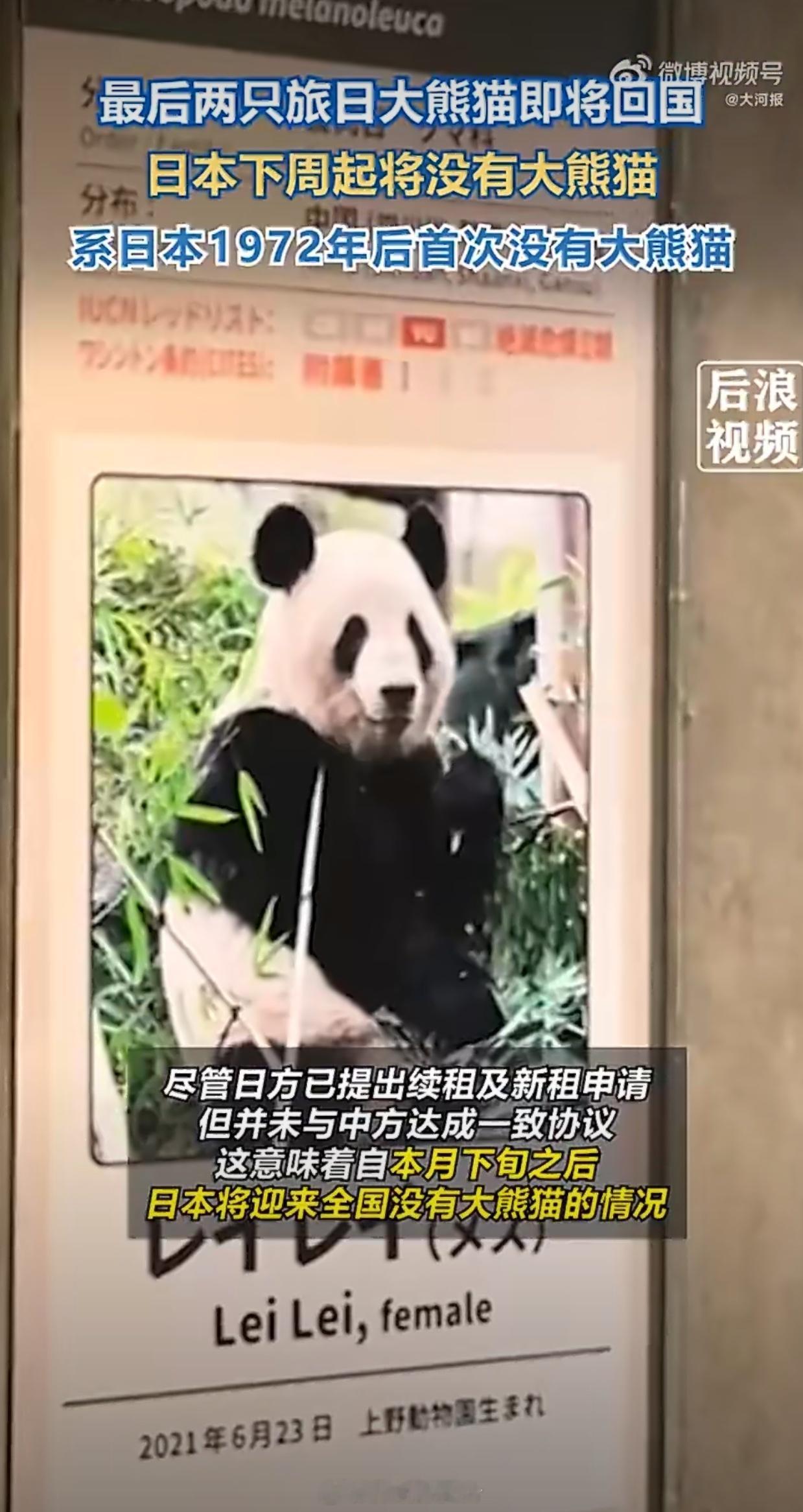 日本迎半世纪来首次零熊猫小日子不配赶紧送回来得了多留下一天都是对大熊猫的不尊重