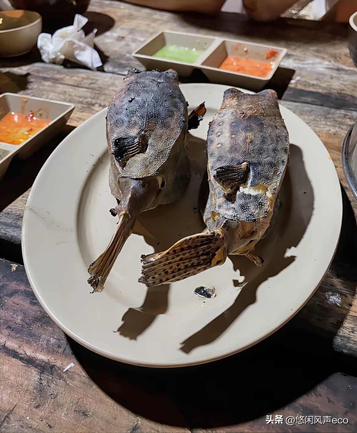 这是什么鱼