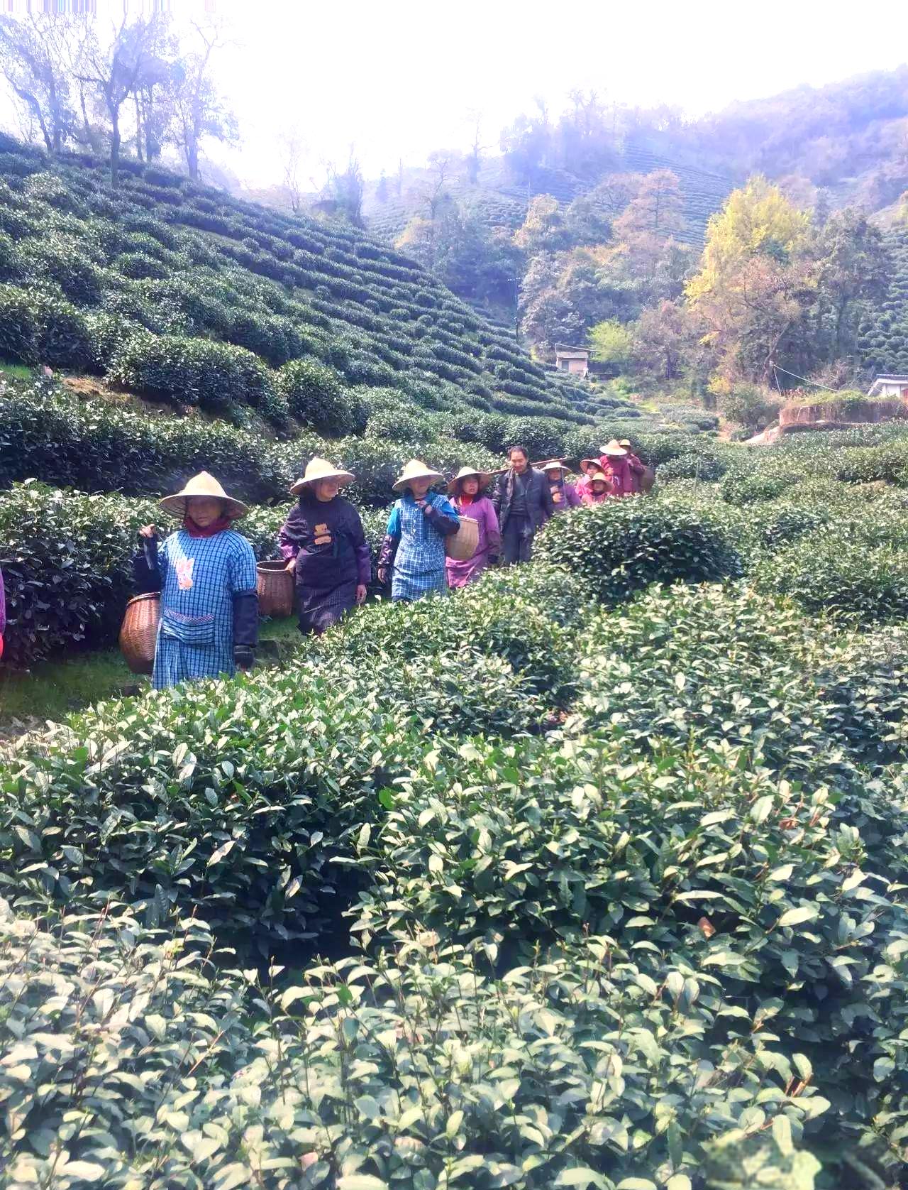 春天里的第一口鲜

第一口鲜在漫山遍野悄悄吐芽
雨水来的正是时候
滋润着新绿
等