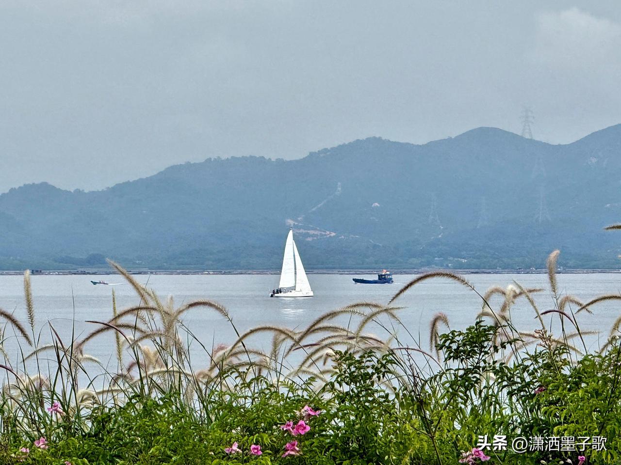 深圳湾蛇口海湾的风光，那叫一个绝！
站在海边，海风轻拂，带来大海独有的咸腥气息。