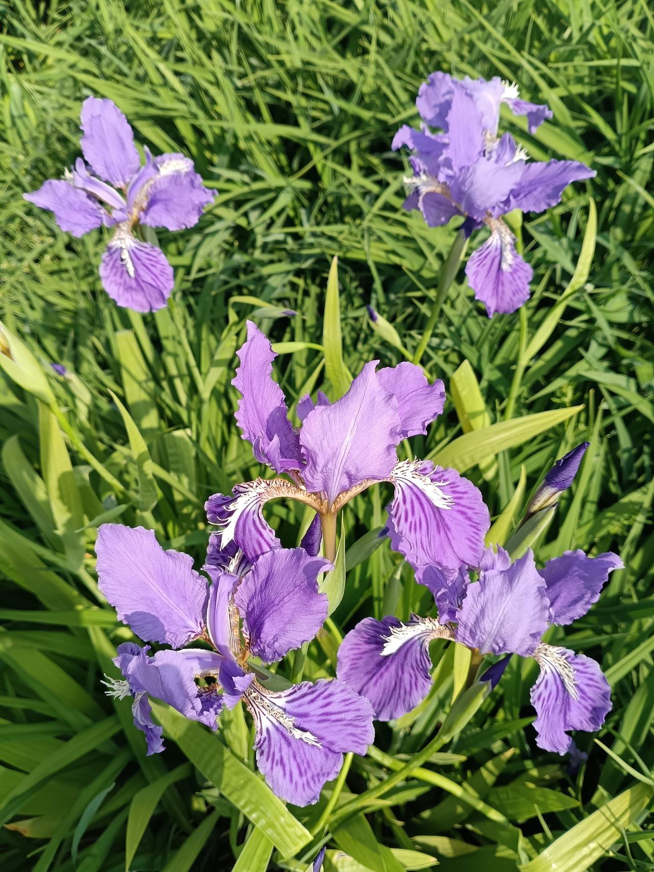 藏在风里的鸢尾，替春天说了句温柔的话