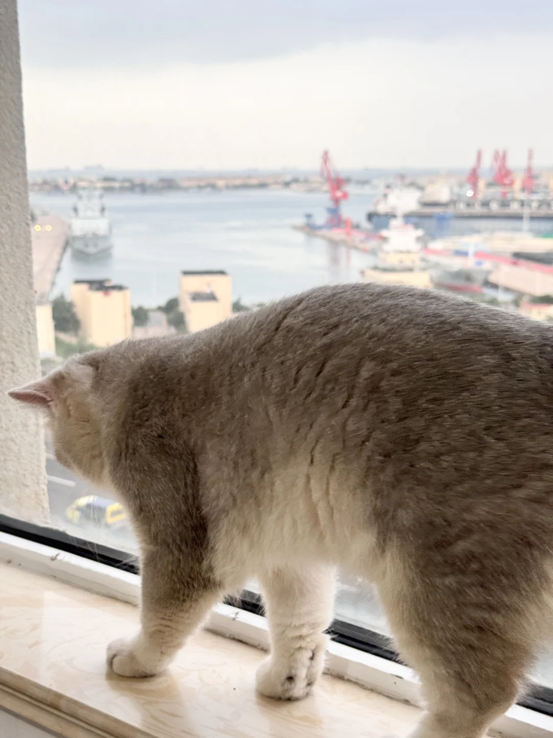 毛孩子治愈一切不快乐