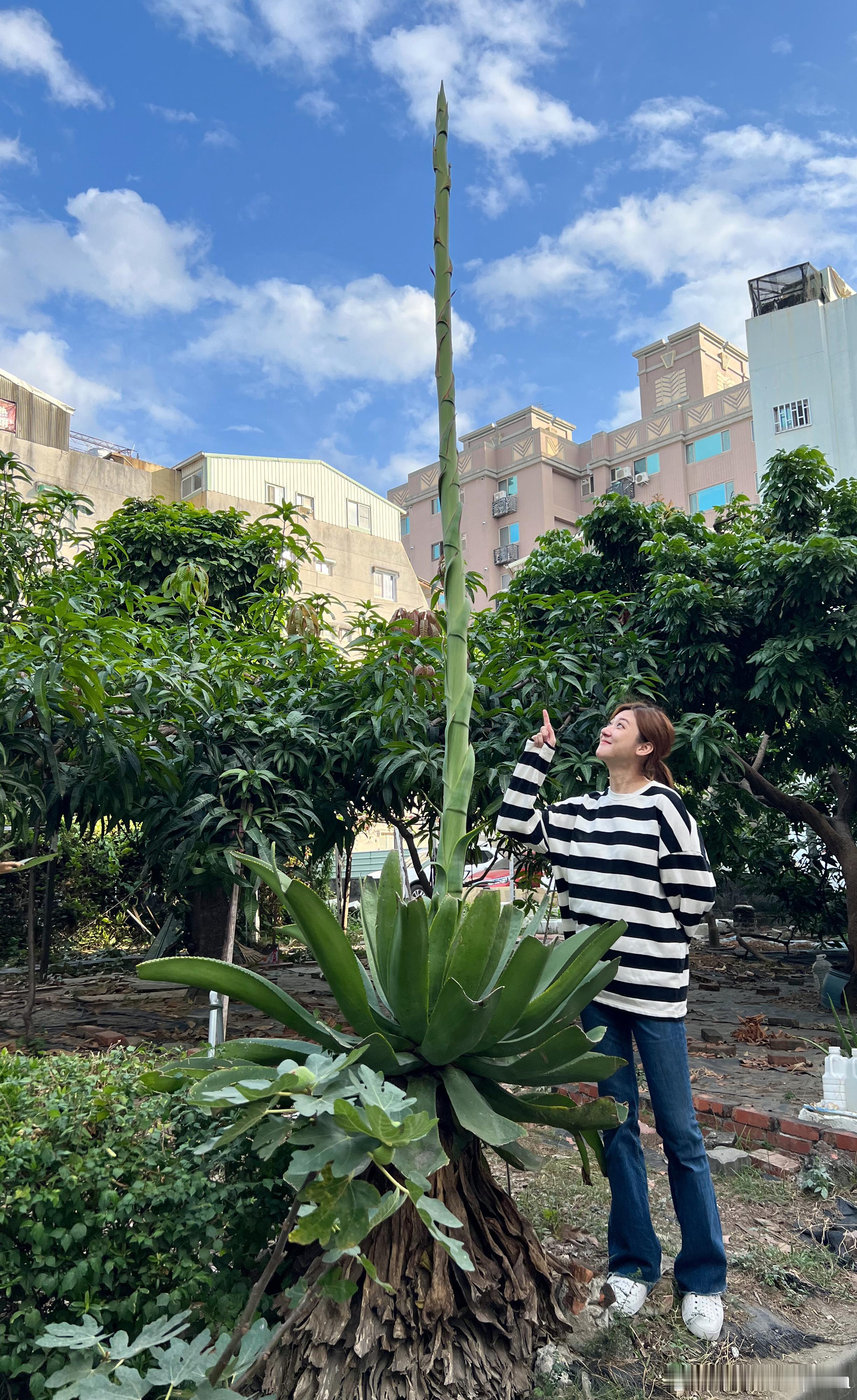 2023最後一天，傑克的魔豆也快登天了🤩（才怪😆）有人知道這是什麼嗎😌話說