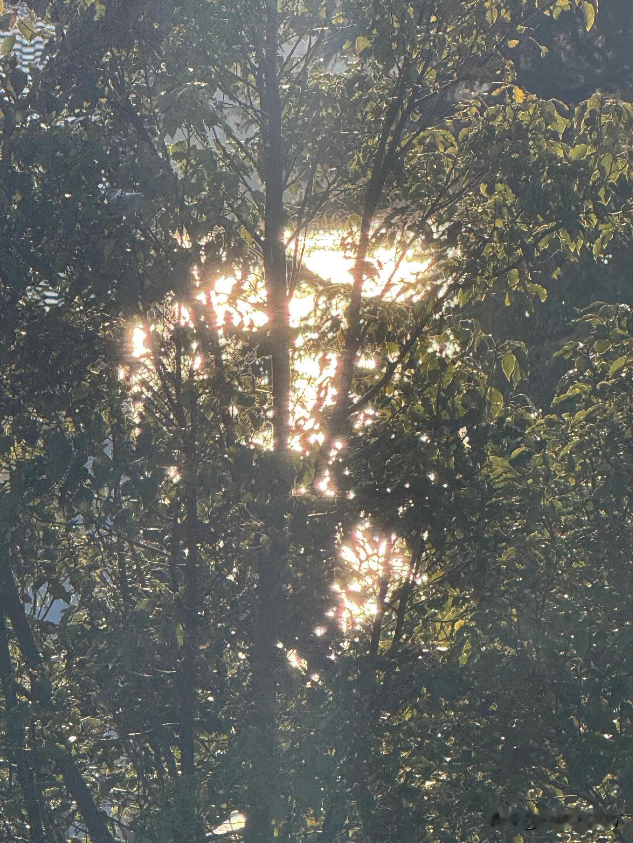 树后的光影总是充满了奇妙的魅力。就像我曾看到一排小树离墙一米左右，阳光洒下时，那