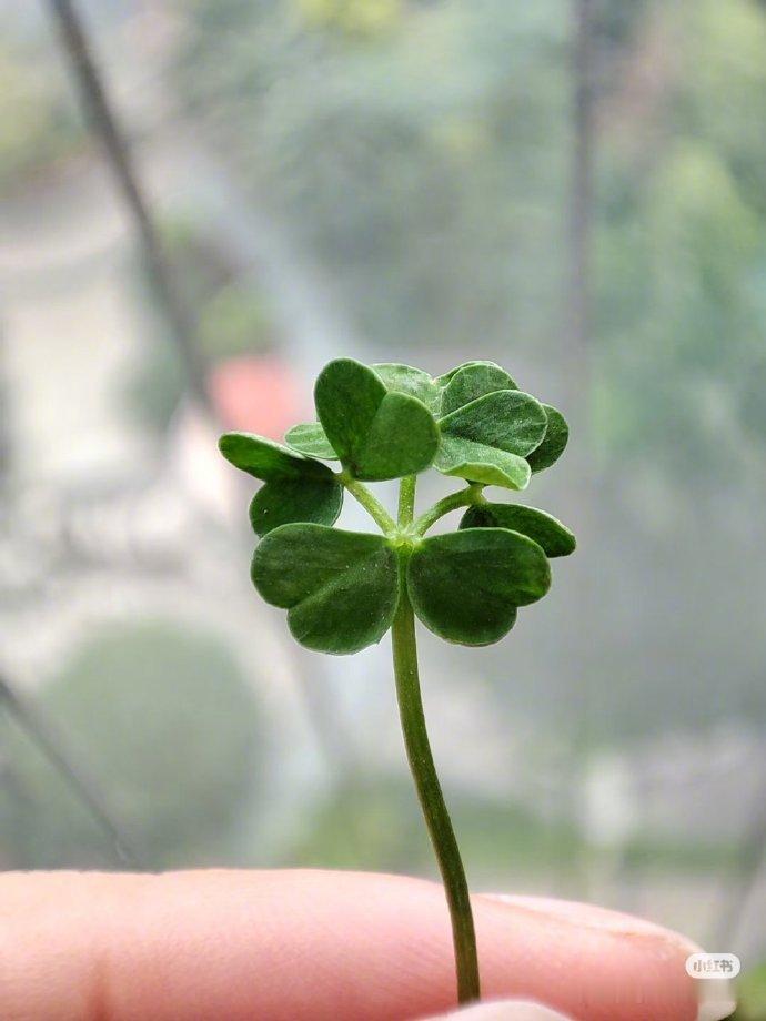 转发这个幸运9叶草，你会好运不断🍀 ​ ​​​