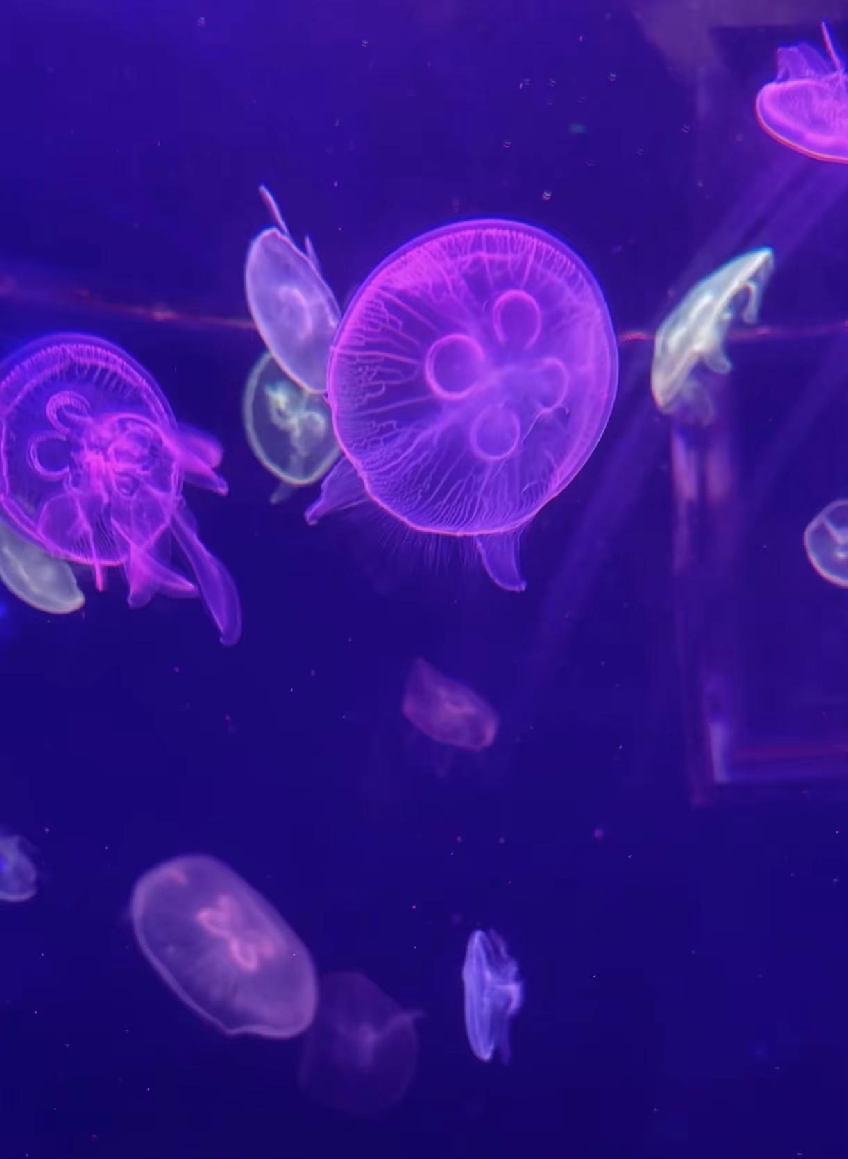 广州海洋馆 海洋馆 蓝色治愈系