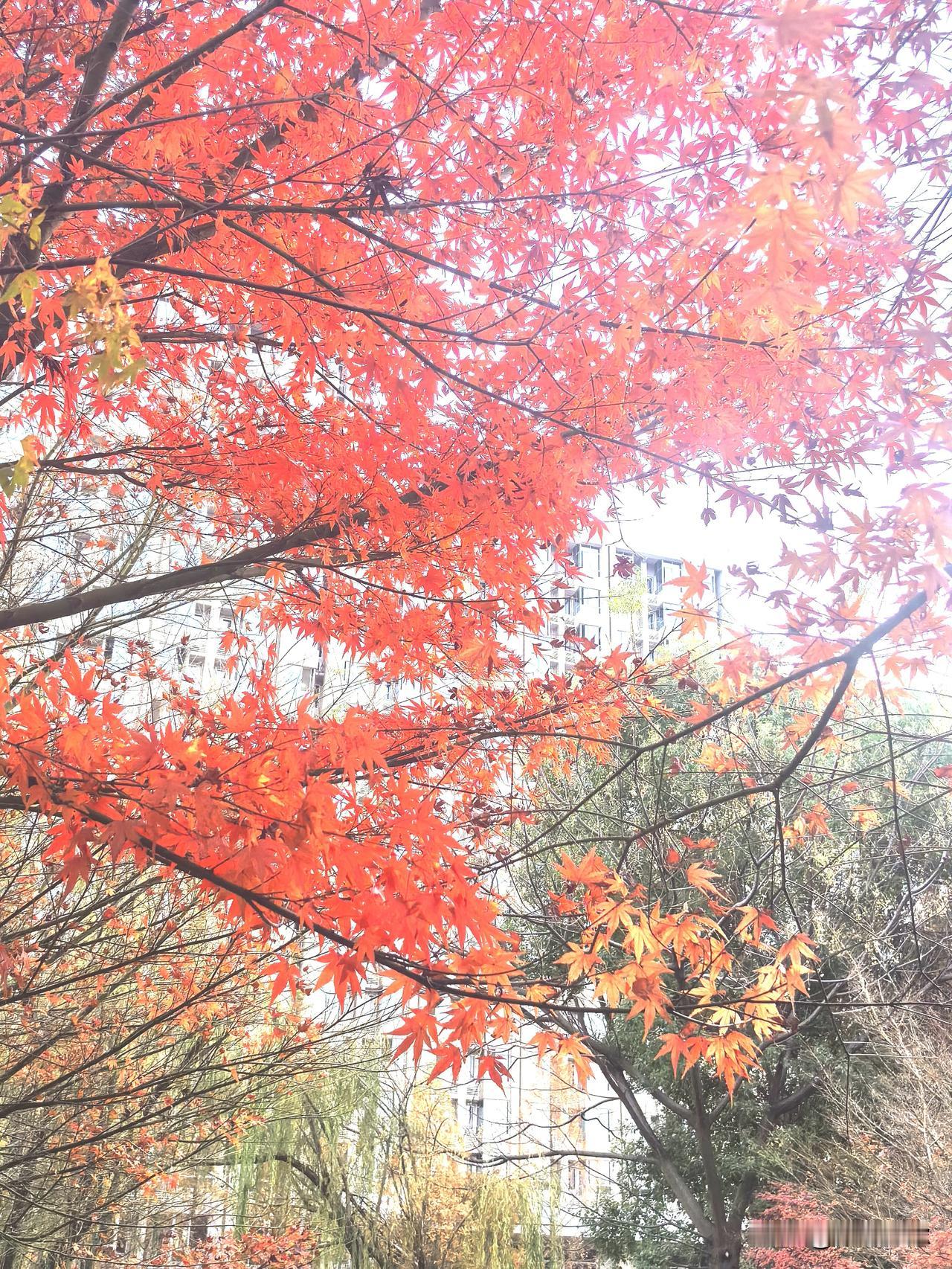 2026最想实现的一件事希望在今日头条发文爆火！粉丝暴增！朋友暴多！