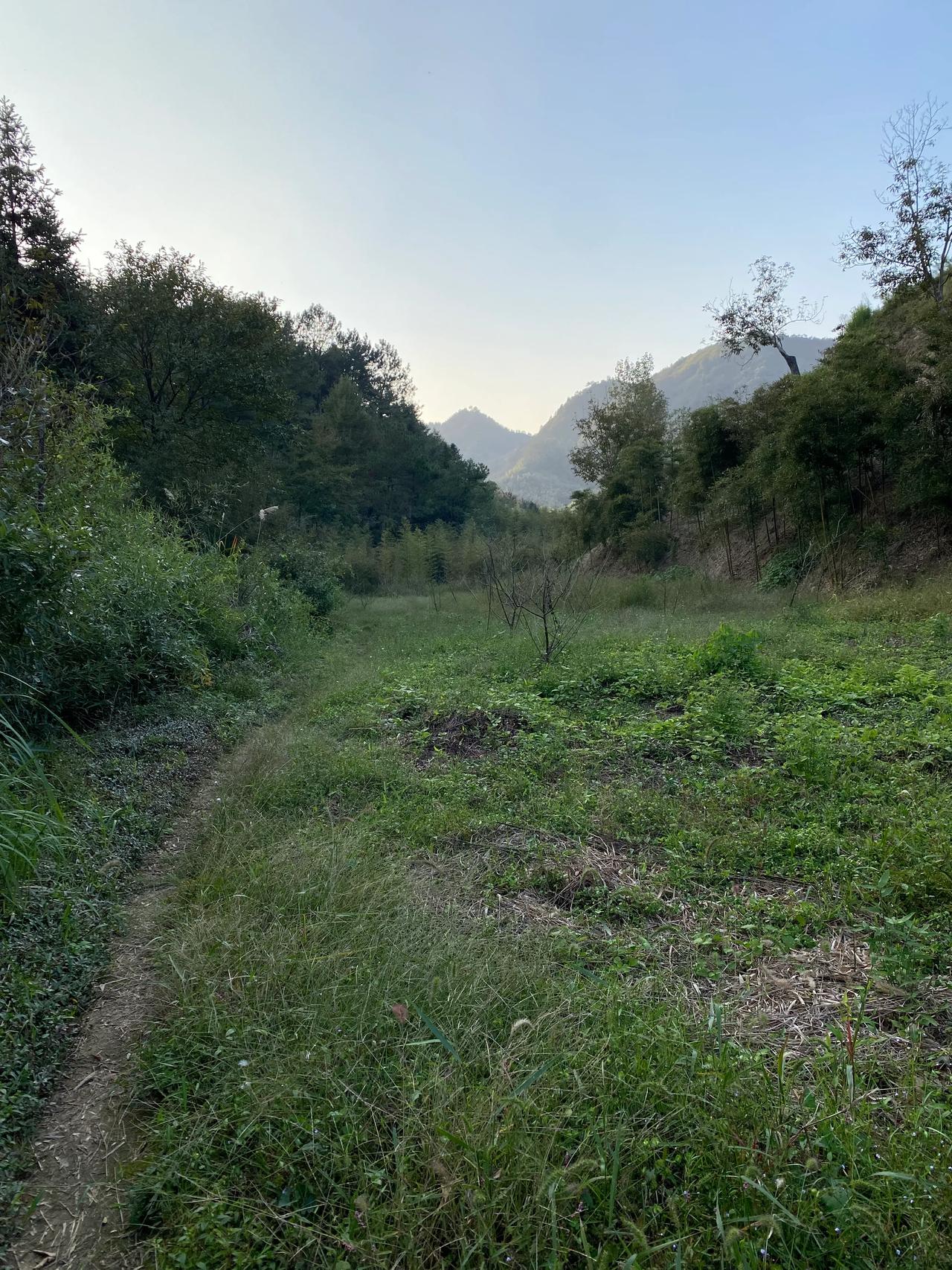#分享一张山景照片#
竹子的故事