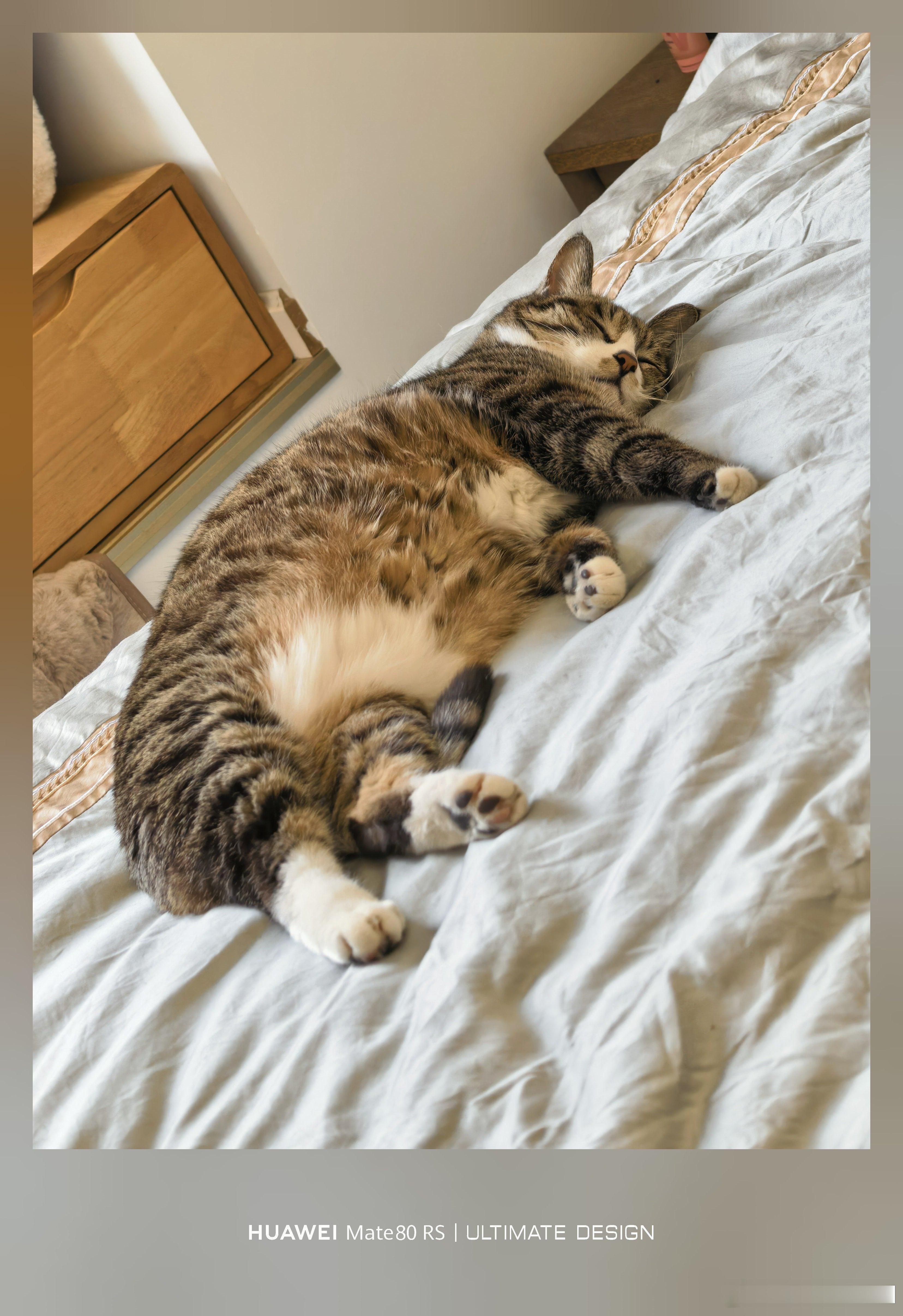 喵悟空在床上躺一天了，这猫废了