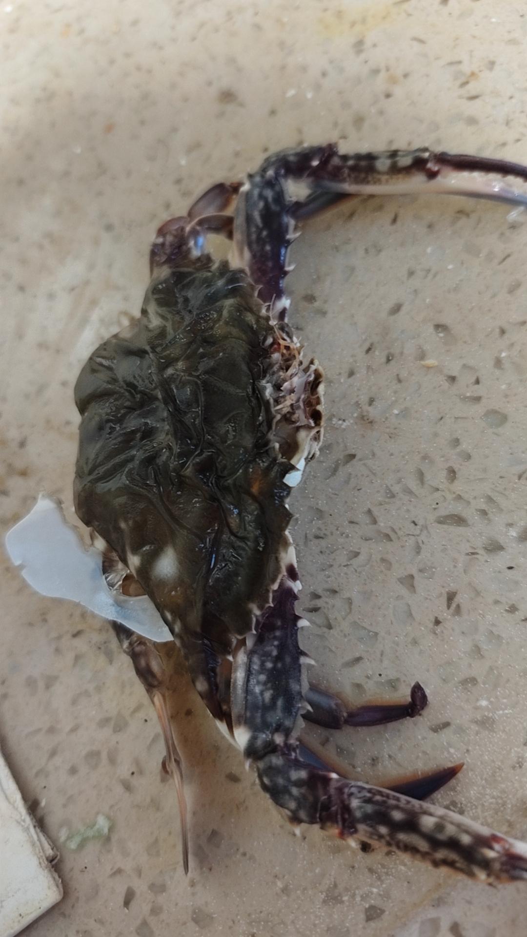 真是长见识了，螃蟹壳都没了，我才知道这种螃蟹叫做顶盖肥，吓得爸妈差点把它扔了。[