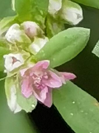 “小草”这首歌，是为它量身定做的吗？
萹蓄，怪异名字的背后，隐藏着这株小草鲜为人