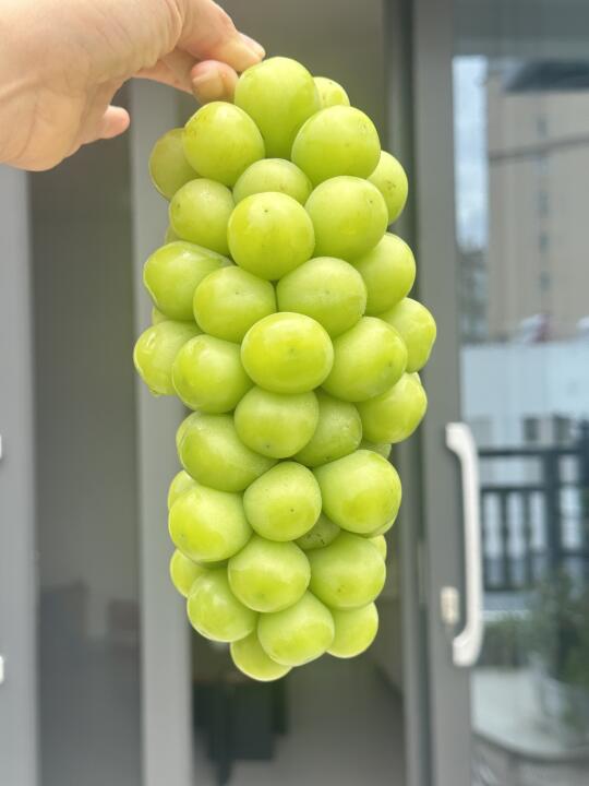 这是你想要的阳光玫瑰吗？