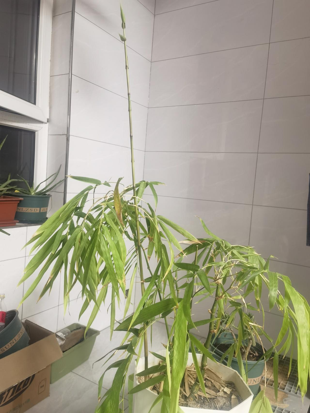 这竹子疯长，不知道如何打理，这个高的枝需要打剪掉顶吗