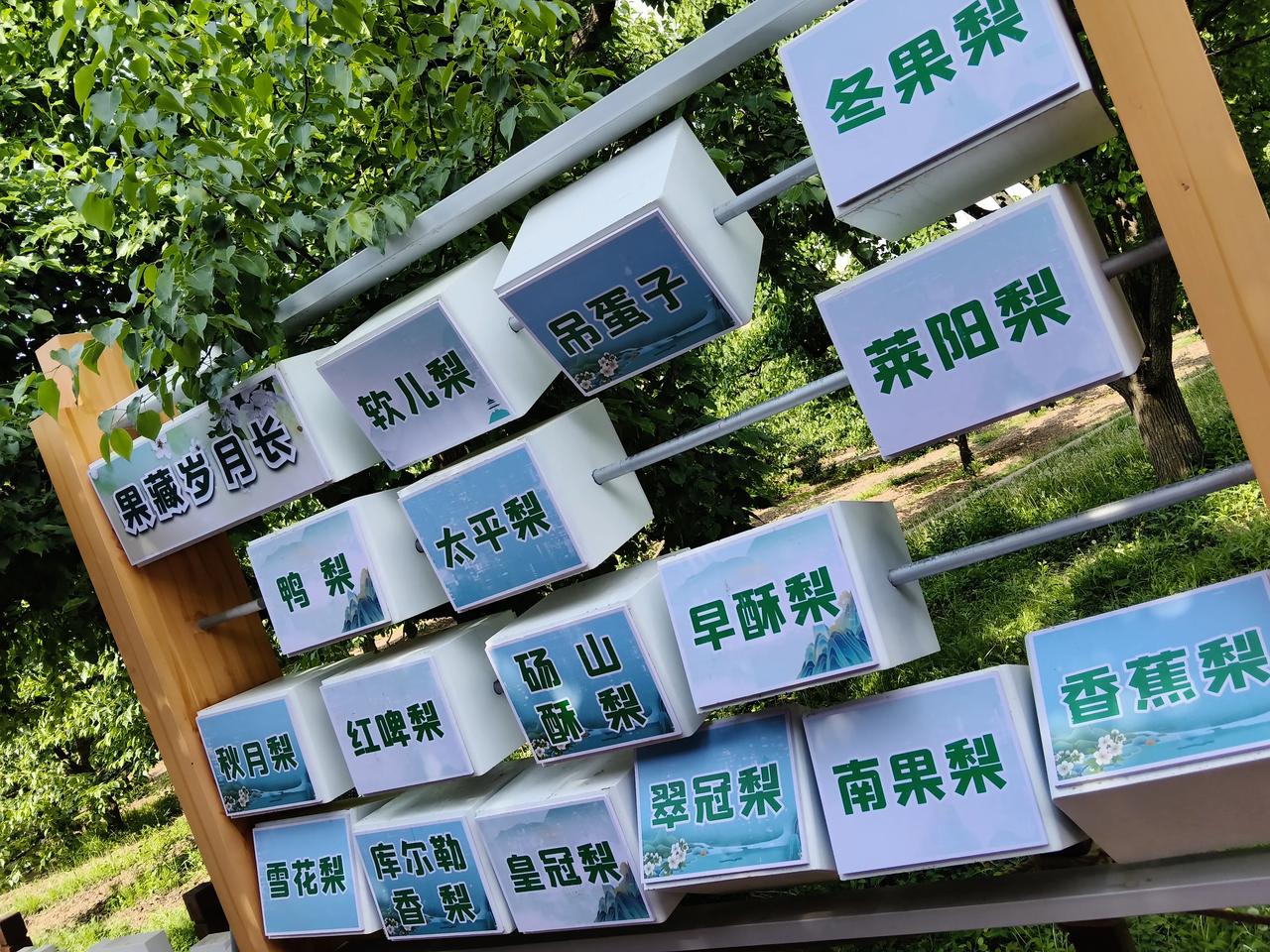 在兰州市皋兰县什川镇不看不知道，一看吓一跳。
虽然我知道什川古梨园盛产梨子，但是
