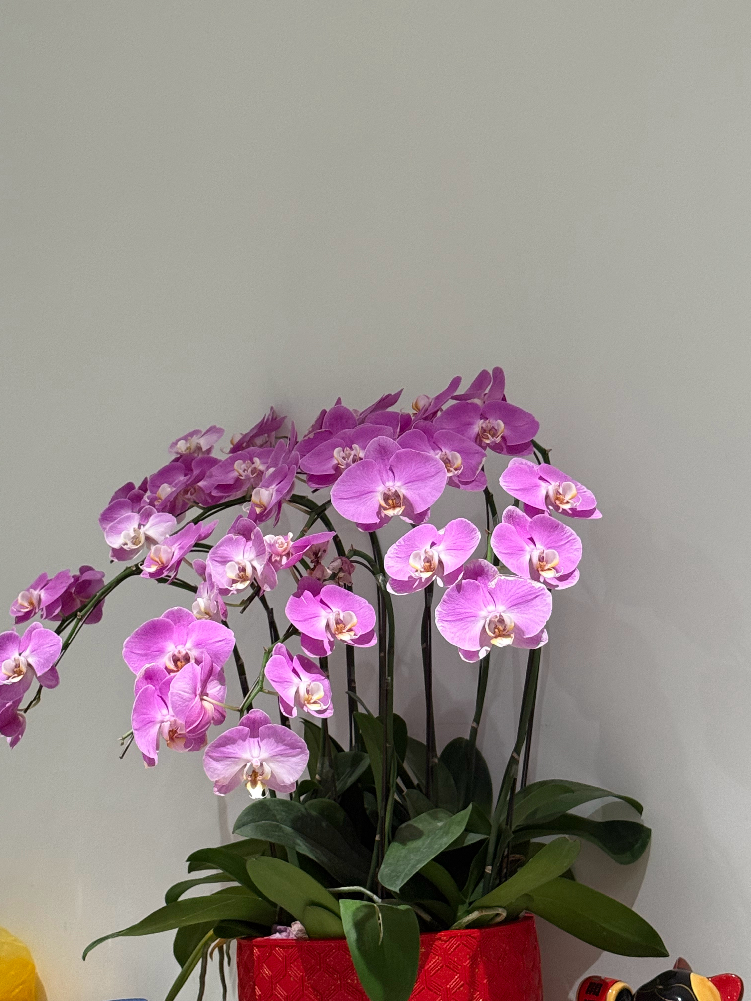 怎么兰花可以开这么久？都快51了