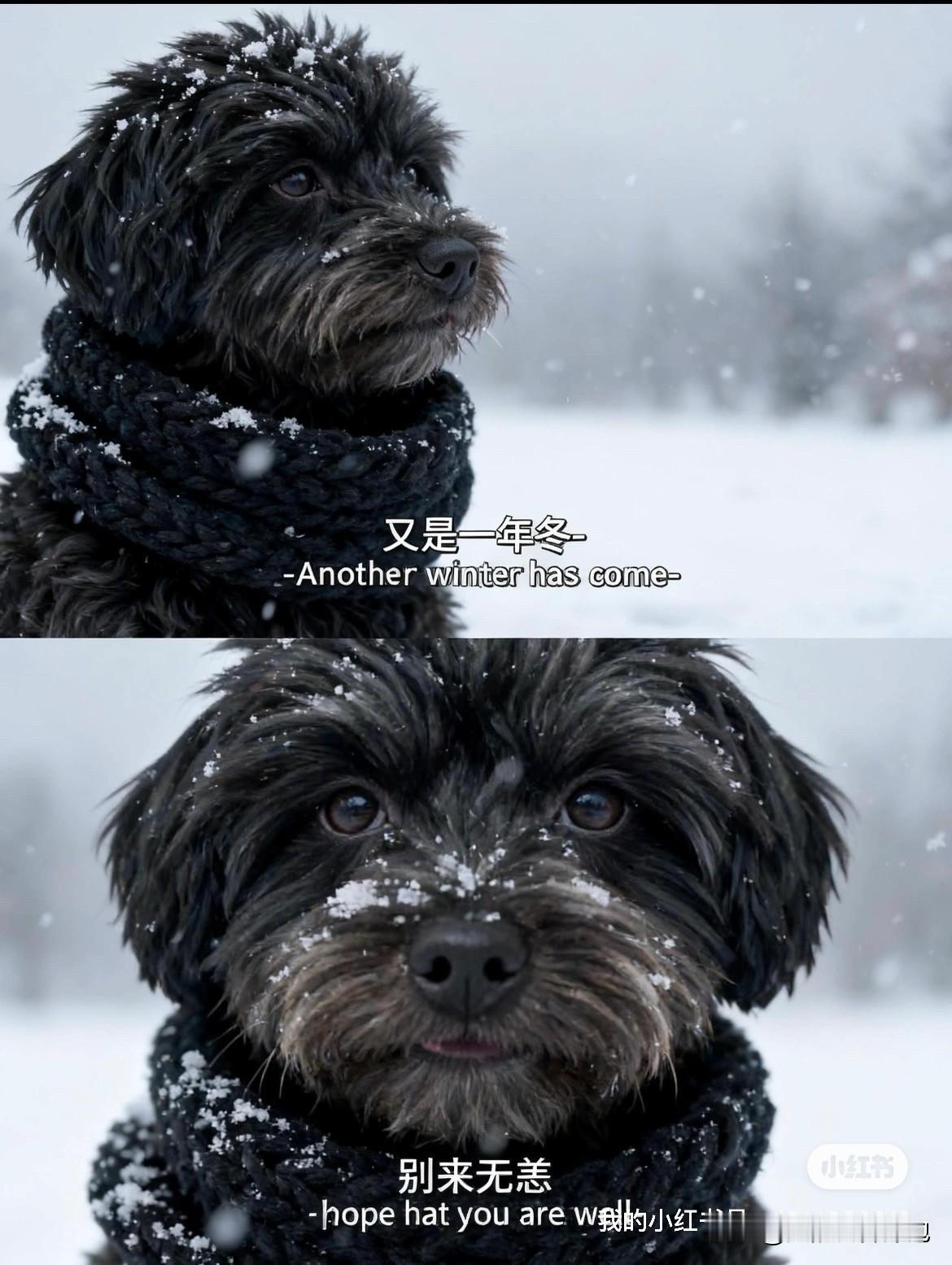 家里的狗狗，名字叫锤锤，天天都不想回家，走到家门口就飞速下楼。就是不喜欢我给他洗