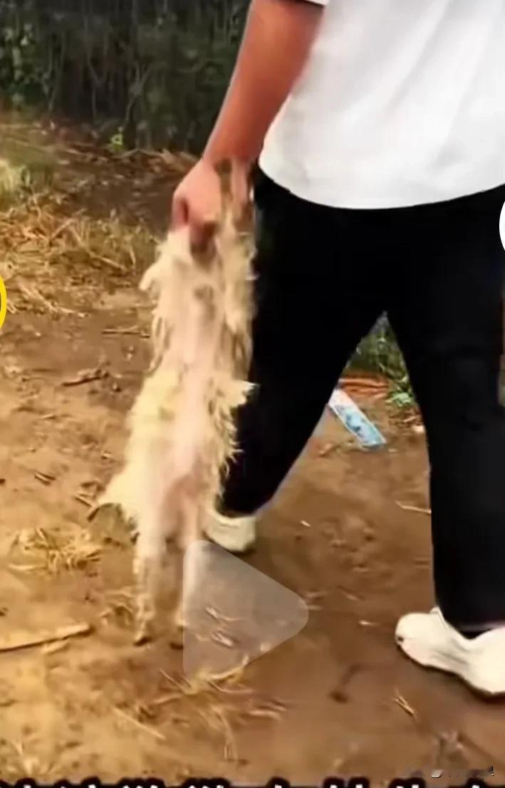 小哥提着一只被严虐待过的小狗想去丢进垃圾桶，被二位好心的大哥和阿姨拦住，他说这是
